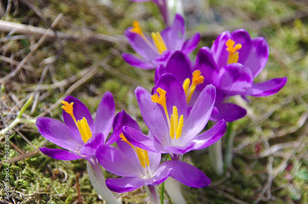 Crocuses on a mountain meadow Crocuses on a mountain meadow