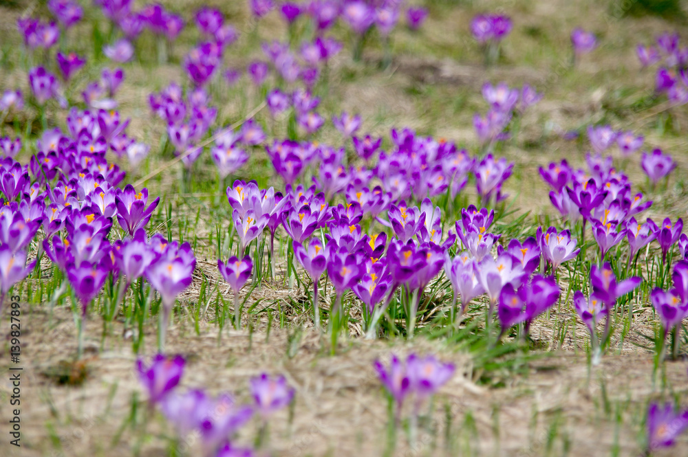 Spring crocuses on a mountain meadow Spring crocuses on a mountain meadow