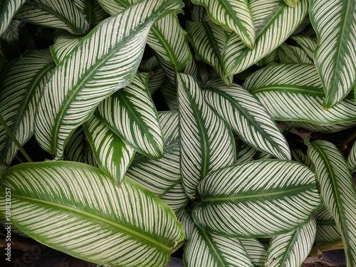 Glossy green leaves with white stripes of Calathea Majestica Albolineata photo