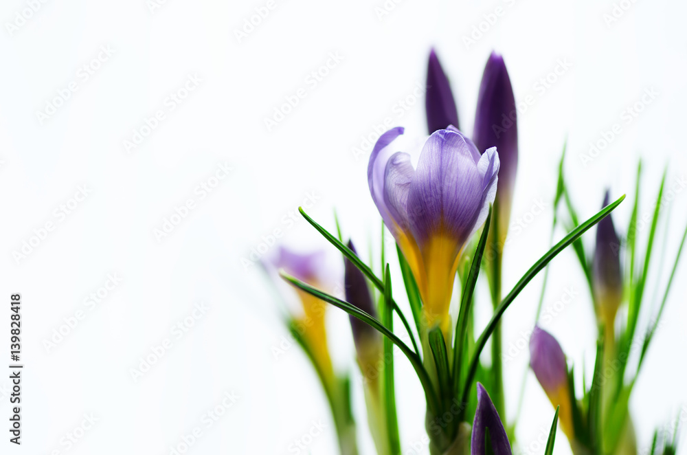 Fototapeta premium Beautiful purple violet crocuses in pot on white background with copyspace. Spring concept. Free space for your text.