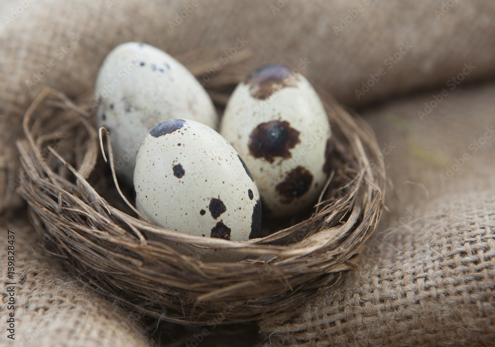 Obraz premium nid d œufs de caille