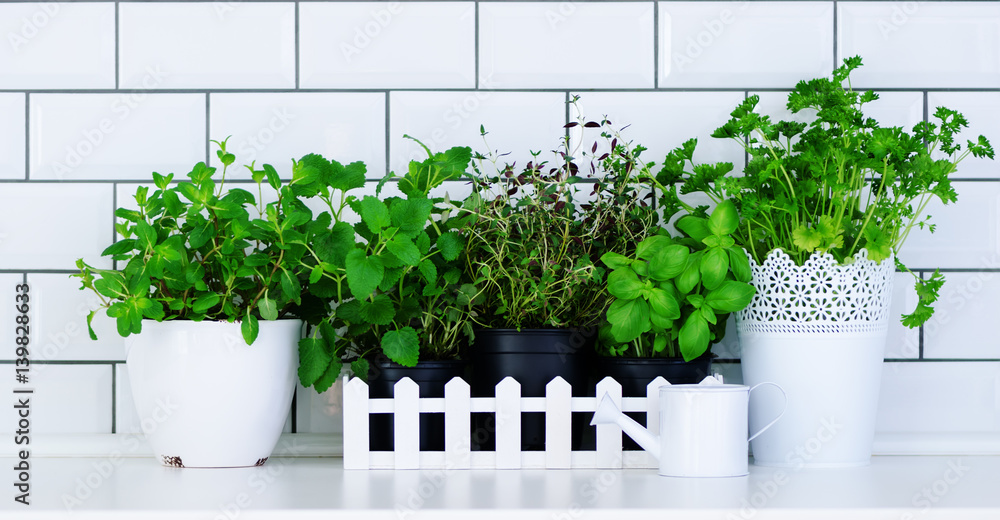 Mint, thyme, basil, parsley - aromatic kitchen herbs in white wooden crate on kitchen table, brick tile background. Potted culinary spice plants. Minimalistic lifestyle concept. Copyspace. Banner
