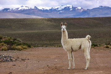 Sierkussen Lama Witte lama in Altiplano Peru  © Uwe Bergwitz