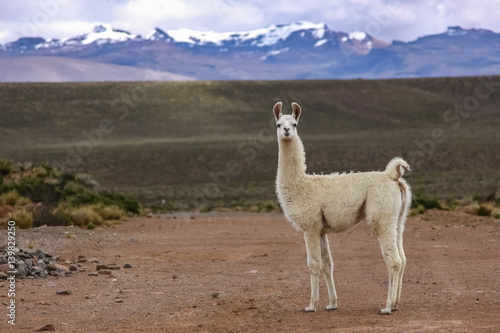 White Lama in Altiplano landscape, mountain range background, Reserva Nacional Salinas - Aguada Blancas near Arequipa, Peru photo