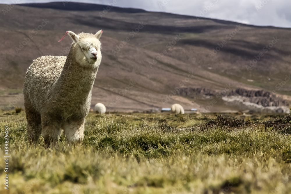 Fototapeta premium Cute fluffy Alpaca in Altiplano landscape, facing, Peru