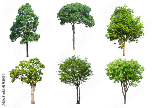 set 6 tree isolated on white photo