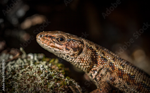 Common lizard Zootoca vivipara natural habitat Norway