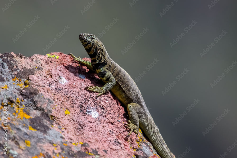 Lizard sunbathing on a colorful rock covered with lichen, dark background, Colca Canyon, Peru Lizard sunbathing on a colorful rock covered with lichen, dark background, Colca Canyon, Peru