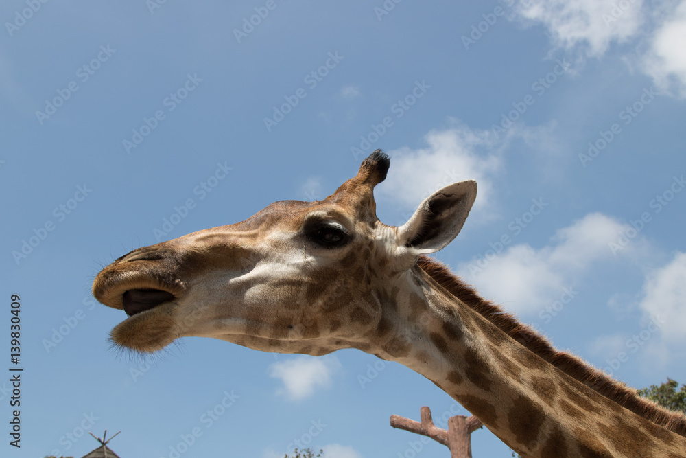 Naklejka premium Close up portrait of a giraffe