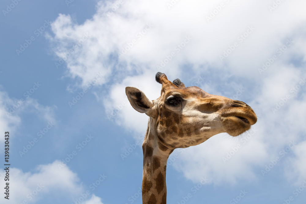 Close up portrait of a giraffe