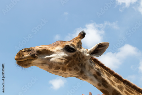 Close up portrait of a giraffe