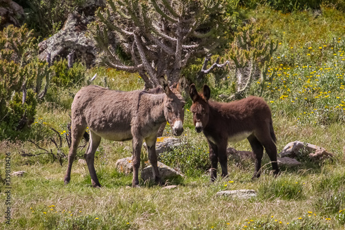 Canvas Print Donkey mother and baby on a meadow, Colca Canyon,