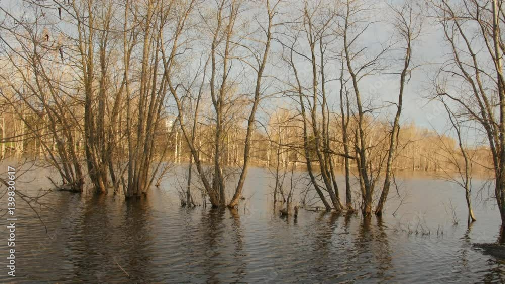 trees in water during late spring
