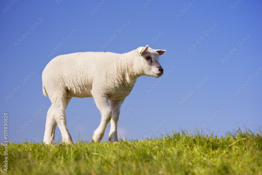 Texel lamb on the island of Texel, The Netherlands Texel lamb on the island of Texel, The Netherlands