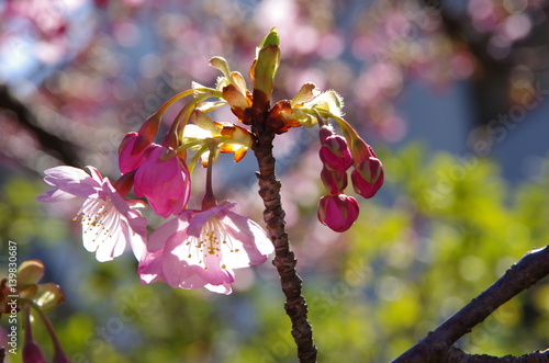 河津桜４