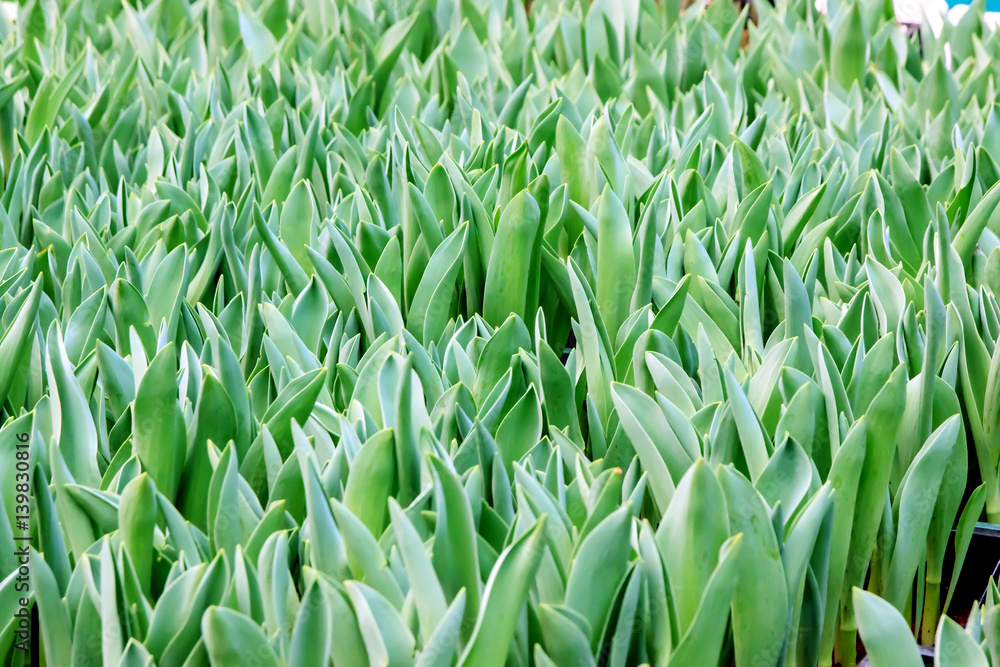 Obraz premium Tulips young plant