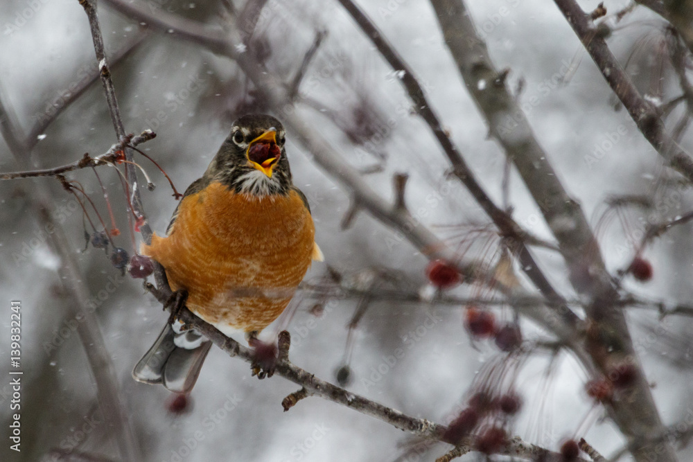 American Robin American Robin