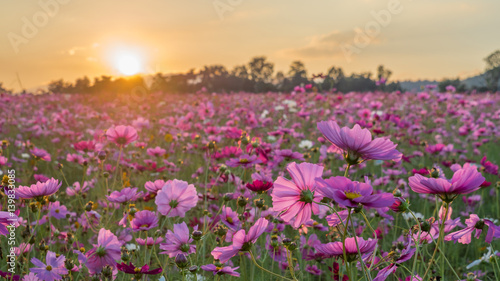 Pink and Red Cosmos flower field in the morning sunrise.Soft focus and blurred for background