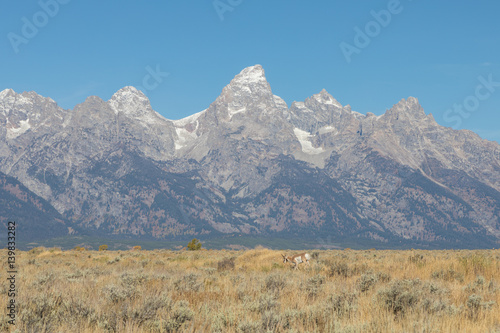 Pronghorn Buck in the Tetons