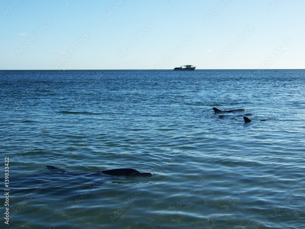 Obraz premium Dolphins