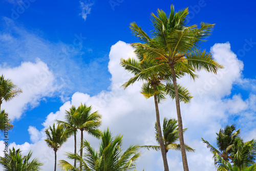 Palm trees and blue sky .