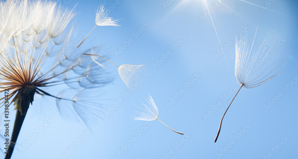 flying dandelion seeds on a blue background - obrazy, fototapety, plakaty 