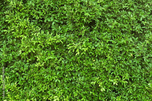 Green leaf wall background in the public park.