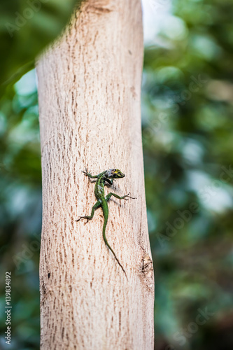 Grüne Eidechse Basking auf einem Baum