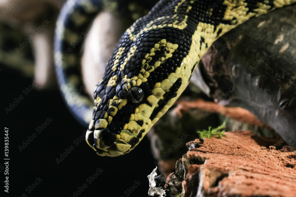 Fototapeta premium Phython