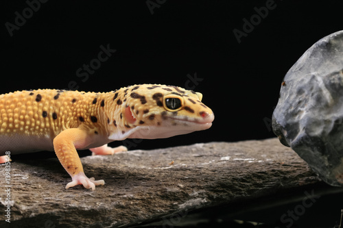 Leopardgecko Eublepharis