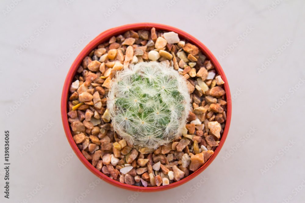 White Mammillaria plumosa cactus White Mammillaria plumosa cactus