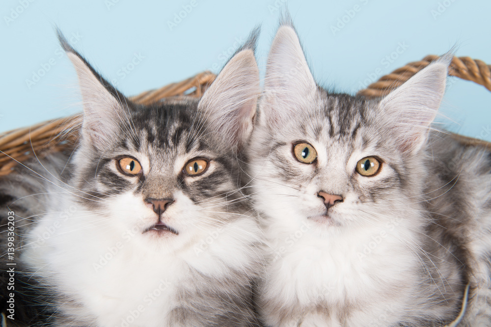 Maine coon kittens on blue Maine coon kittens on blue