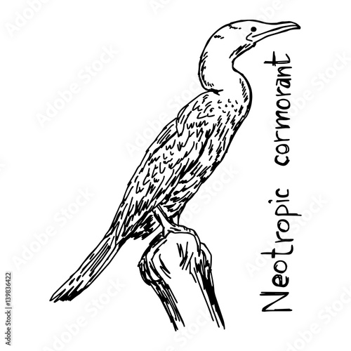 Neotropic cormorant - vector illustration sketch hand drawn with black lines, isolated on white background