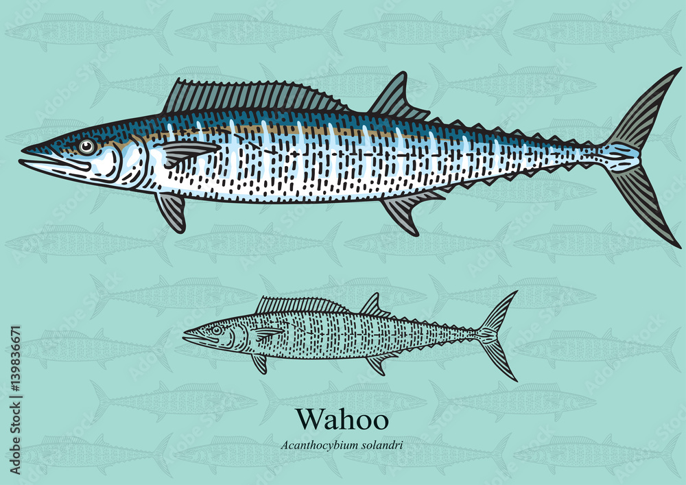 Fototapeta premium Wahoo. Vector illustration for artwork in small sizes. Suitable for graphic and packaging design, educational examples, web, etc.