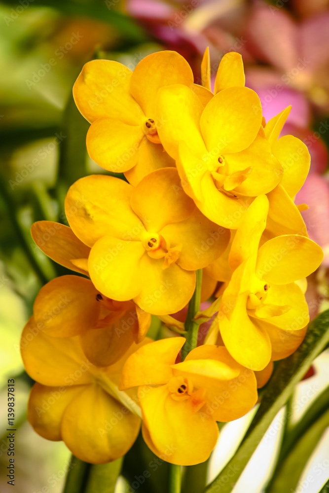Yellow Flower is closeup Yellow Flower is closeup