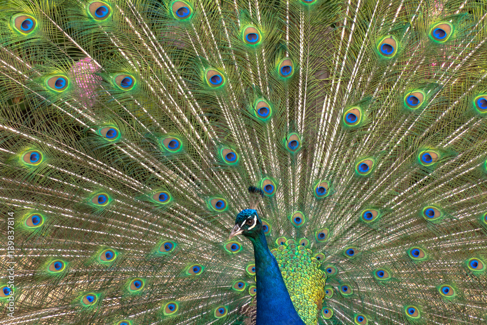 Obraz premium Closeup of a male peacock spreading his feathers
