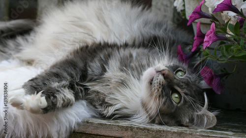 Norwegian Forestcat photo