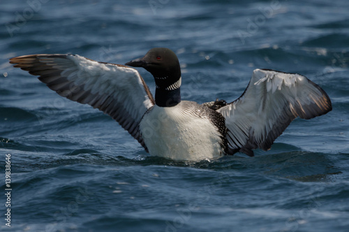 Common Loon Spreading His Wings