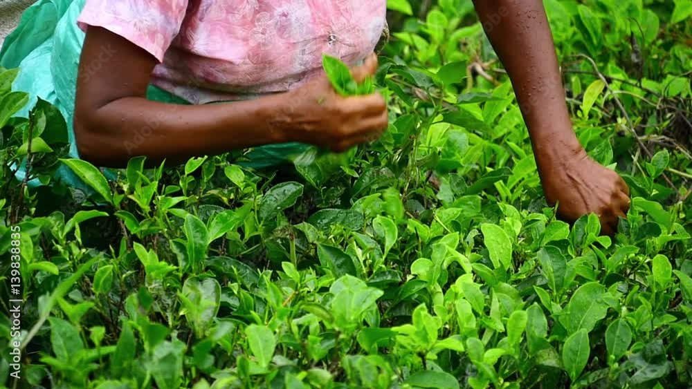 Slow motion video of hands picking fresh green tea leaves in Sri Lanka countryside Slow motion video of hands picking fresh green tea leaves in Sri Lanka countryside