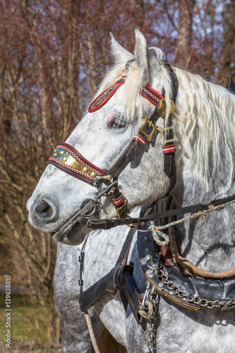 Percheron Pferd © Martin Schlecht
