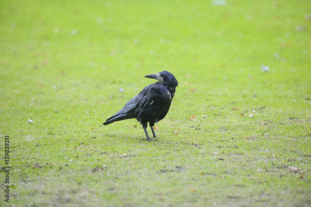 Obraz premium Raven on grassy field