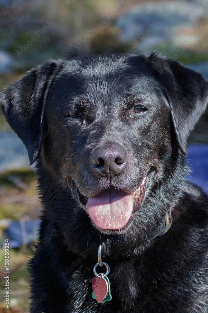 Labrador Reteiver Labrador Reteiver