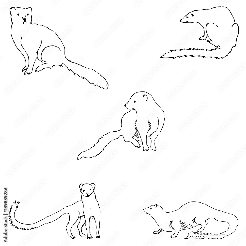 Obraz premium Mongoose. Sketch by hand. Pencil drawing by hand. Vector image. The image is thin lines