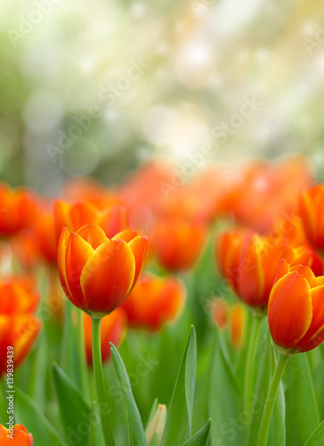Beautiful sun lighting on bouquet of orange tulips flower field