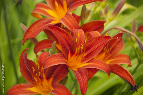 Artistic closeup of Orange Lilies