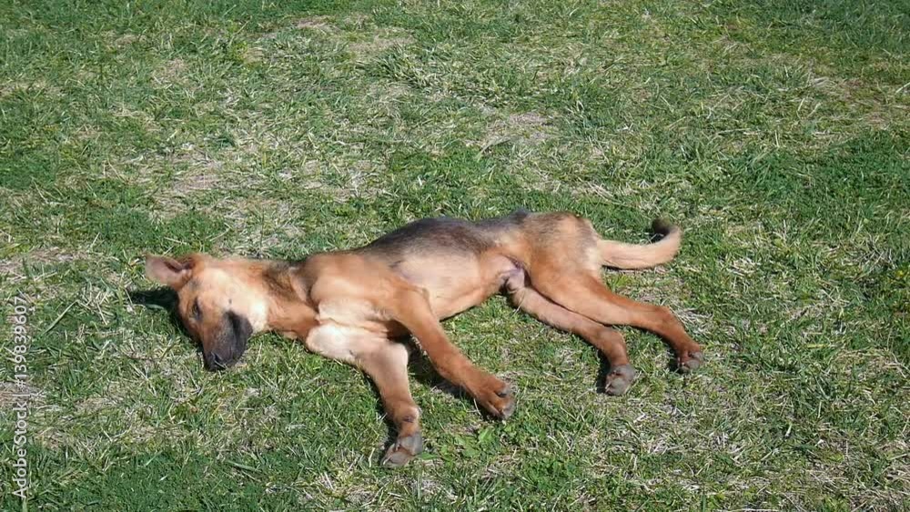 Happy and relaxed dog rolling on the grass on a summer day in Sicily Happy and relaxed dog rolling on the grass on a summer day in Sicily