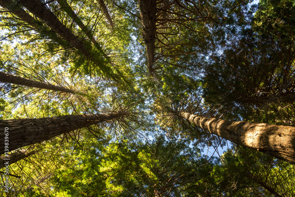 Obraz premium Looking up to blue sky through autumn trees of forest.