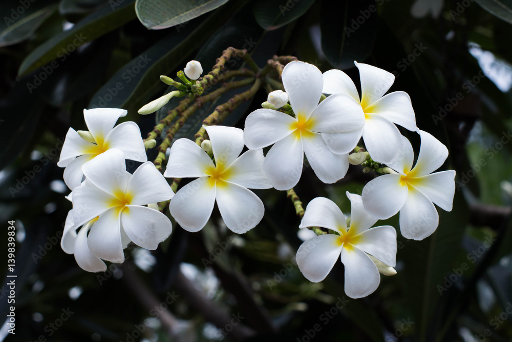 Plumeria/ The national flower of Laos Plumeria(champa )flower with nature background to create a beautiful