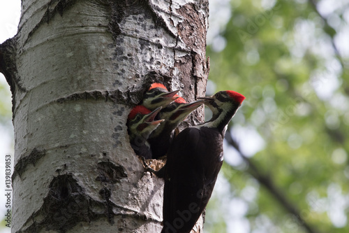 Pileated Woodpecker Feeding Her Young