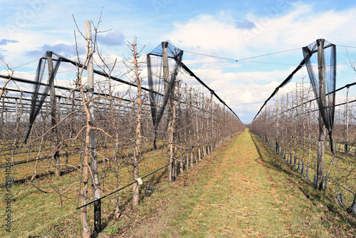 Modern cherry orchard in early spring